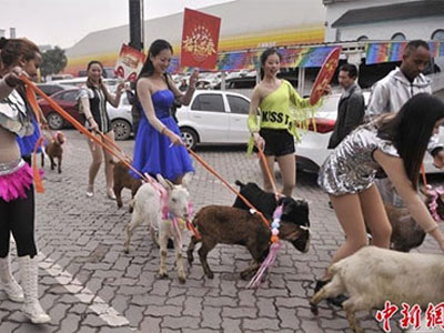 Dắt dê đi diễu hành để chào đón năm mới Ất Mùi