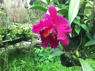 Cây lan nghìn đô 15 năm mới nở hoa ở Hà Nội