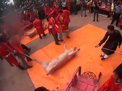 Clip: Màn khai đao chém lợn đầu năm mới