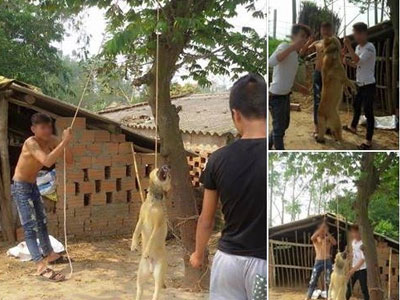 Phẫn nộ 3 thanh niên treo cổ chú chó lên cây, chụp ảnh đăng Facebook