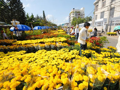 Vì sao nông dân miền Tây thất bại mùa hoa Tết?
