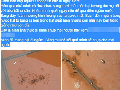Chuyên gia lý giải hiện tượng hạt hướng dương có "sinh vật lạ"