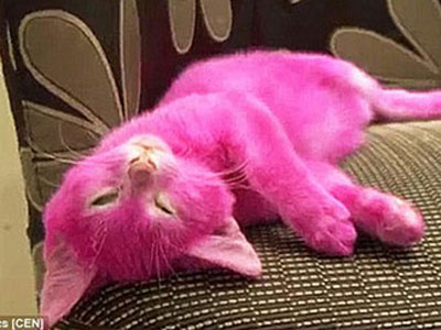 Chú mèo chết vì bị chủ nhân nhuộm hồng để đi dự tiệc