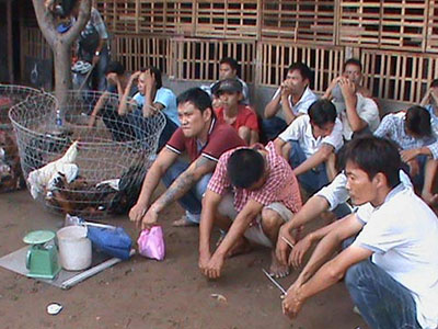 50 cảnh sát vây ráp trường gà giữa trưa