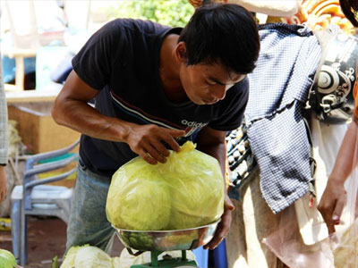 Bán 10 kg bắp cải mới mua được một tô phở bò ở miền Tây