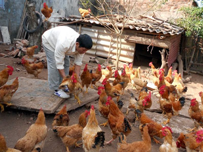 Chiêu rửa độc cá, gà trước khi ra chợ