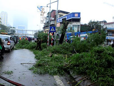 Hà Nội: Hàng loạt cây xanh bị đốn hạ trên đường Nguyễn Chí Thanh