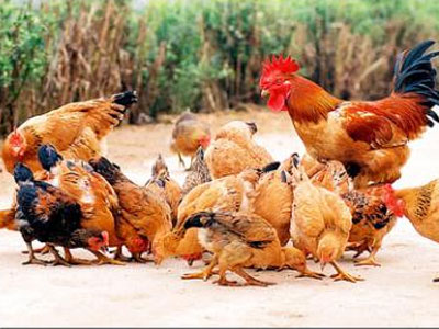 12 con dê đi lạc chưa ra, 1.250 con gà đã...mất tích?