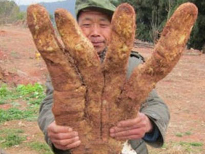 Tìm thấy khoai lang khổng lồ kỳ dị hình bàn tay