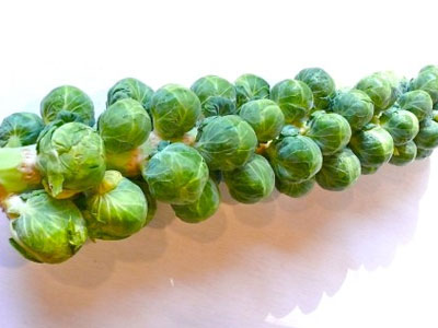 Vì sao hạt giống bắp cải tí hon 2,5 cm cháy hàng?