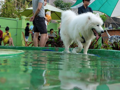 Cận cảnh khu vui chơi dành cho cún cưng đầu tiên ở Sài Gòn