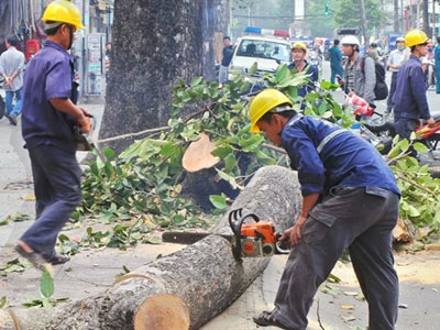 Chặt hạ 451 cây xanh không đúng chủng loại