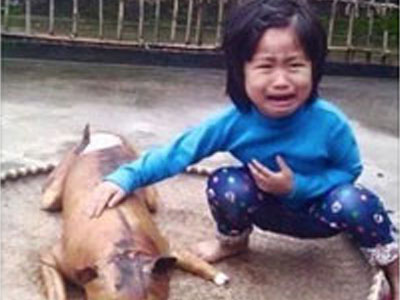Em bé oà khóc bên chú chó bị thui lay động dân mạng