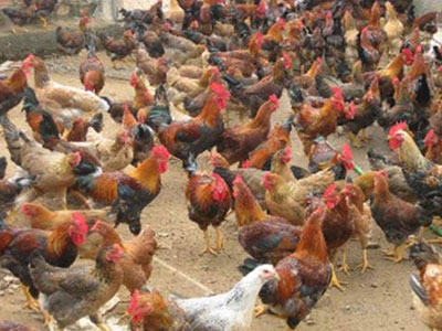Chính phủ yêu cầu kiểm tra vụ "gà chạy vào nhà Bí thư, Chủ tịch xã"