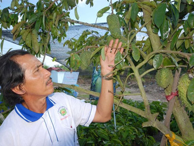Ngăn chặn nông dân bán lá mãng cầu xiêm cho thương lái lạ