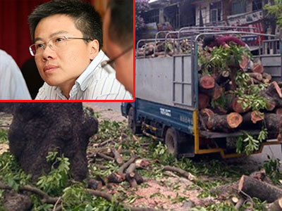 GS Ngô Bảo Châu lên tiếng về việc chặt 6.700 cây xanh ở Hà Nội