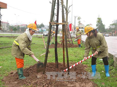 Hà Nội treo biển trưng cầu ý kiến người dân về thay thế cây xanh