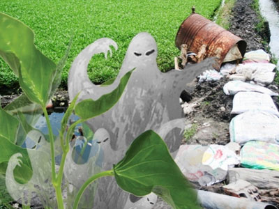 "Treo" tính mạng trên những cọng rau muống “đẹp siêu tốc”