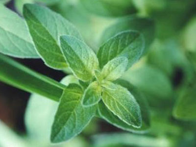 Mẹo diệt chuột an toàn không cần đánh bả