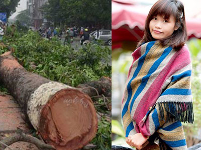 Nồng Nàn Phố làm thơ tặng 6.700 cây xanh bị "khai tử"