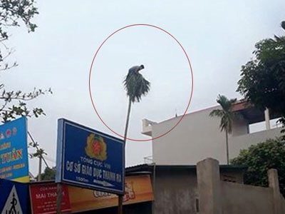 Thanh niên leo lên ngọn cau "đậu" suốt nhiều giờ đồng hồ