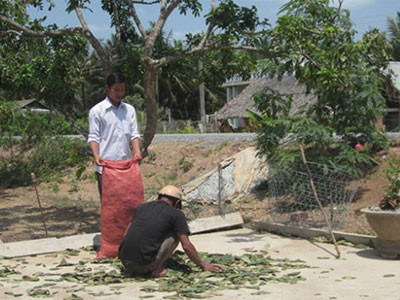 Thương lái mua lá mãng cầu xiêm đã ra đi dù còn nợ