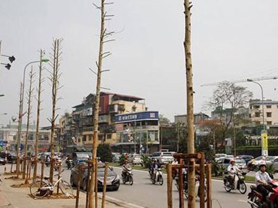 Hà Nội "trồng nhầm" gỗ mỡ, không phải vàng tâm?