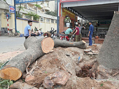 Sở Xây dựng Hà Nội phải trả lời các câu hỏi chặt cây