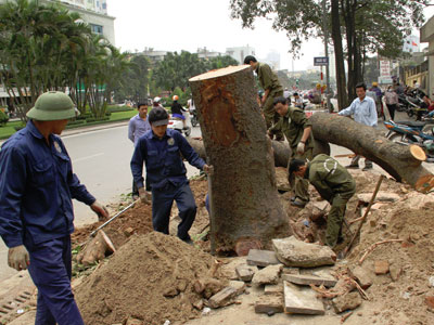 Chặt, thay 6.700 cây xanh: Phá vỡ cân bằng sinh thái