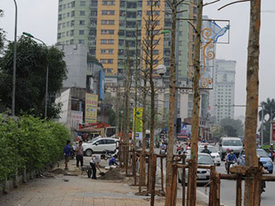 Chọn Vàng tâm, Hà Nội "trồng nhầm" cây “gỗ bút chì”?