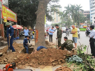 Đề nghị Thanh tra Chính phủ vào cuộc vụ chặt cây xanh Hà Nội