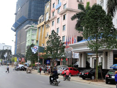Hà Nội: Cây “lạ” được thay trên phố ban đêm?