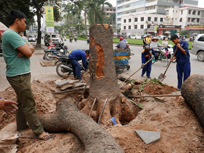 Hà Nội chi 35 triệu đồng chi phí chặt một cây xà cừ