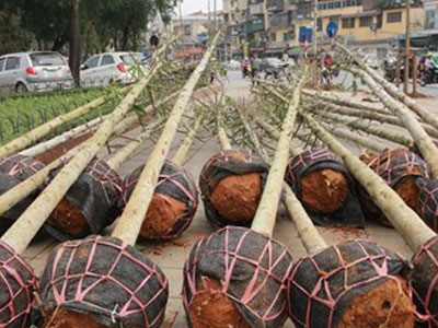 Hé lộ nguồn gốc cây xanh trồng mới ở Hà Nội