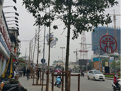 4 cây được thay mới vào ban đêm trên đường Nguyễn Chí Thanh là cây Mỡ