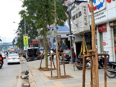 “Tôi lấy đầu mình để khẳng định đó không phải cây vàng tâm”