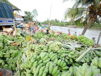 Trung Quốc ngưng mua, chuối miền Tây còn 3.000 đồng một nải