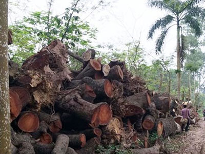 Thanh tra toàn diện, làm rõ trách nhiệm vụ chặt cây ở Hà Nội