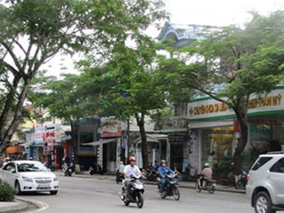 Việc chặt hạ 3500 cây ở Huế: Đâu là sự thật?
