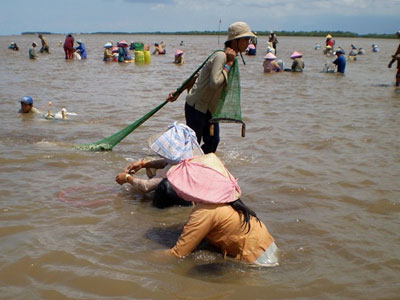 Ngư dân miền Tây đổ xô cào sò huyết kiếm tiền triệu