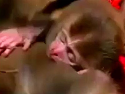 Bật khóc vì clip khỉ con ôm mẹ nằm chết dưới mộ