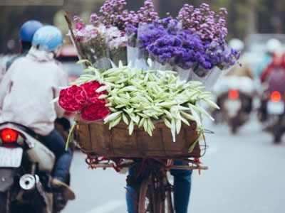 Mùa hoa loa kèn gọi tháng 4 về trên khắp phố Hà Nội