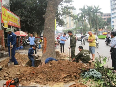 Phó Thủ tướng yêu cầu Hà Nội xử nghiêm vụ chặt cây xanh