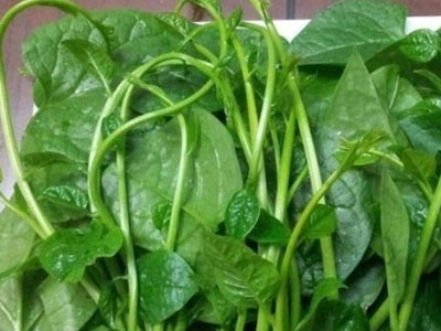 Những nguy hại cho sức khỏe từ rau mồng tơi
