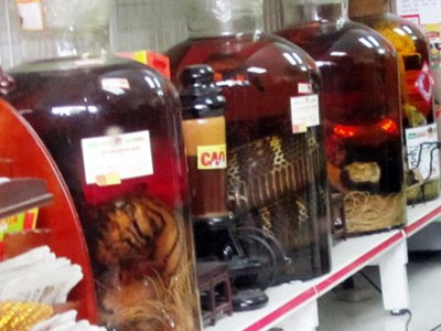 Đại gia chơi độc: Rượu bào thai hổ, gấu ngâm nguyên con