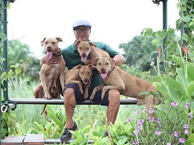 Rộ mốt nuôi chó Pit Bull: Những nguy hiểm rình rập