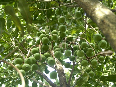 Bộ Nông nghiệp chỉ muốn trồng thử nghiệm 10.000 ha mắc ca
