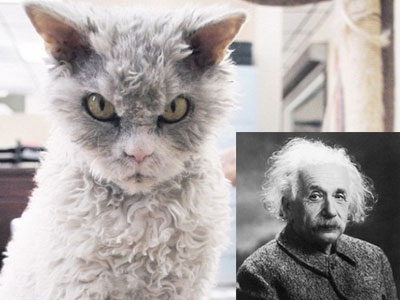 Chú mèo giống hệt Albert Einstein "gây bão" trên Instagram