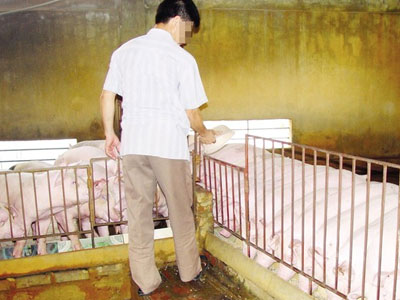 Kinh ngạc loại “thuốc” vỗ lợn tăng 30- 40kg/tháng