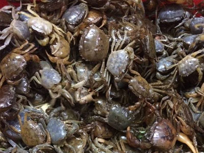 Cua đồng 150.000 đồng/kg vẫn không dễ mua